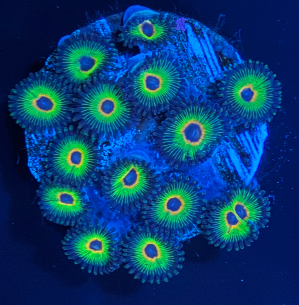 ECC Rasta Bob's Zoanthid - 12 Polyp Frag