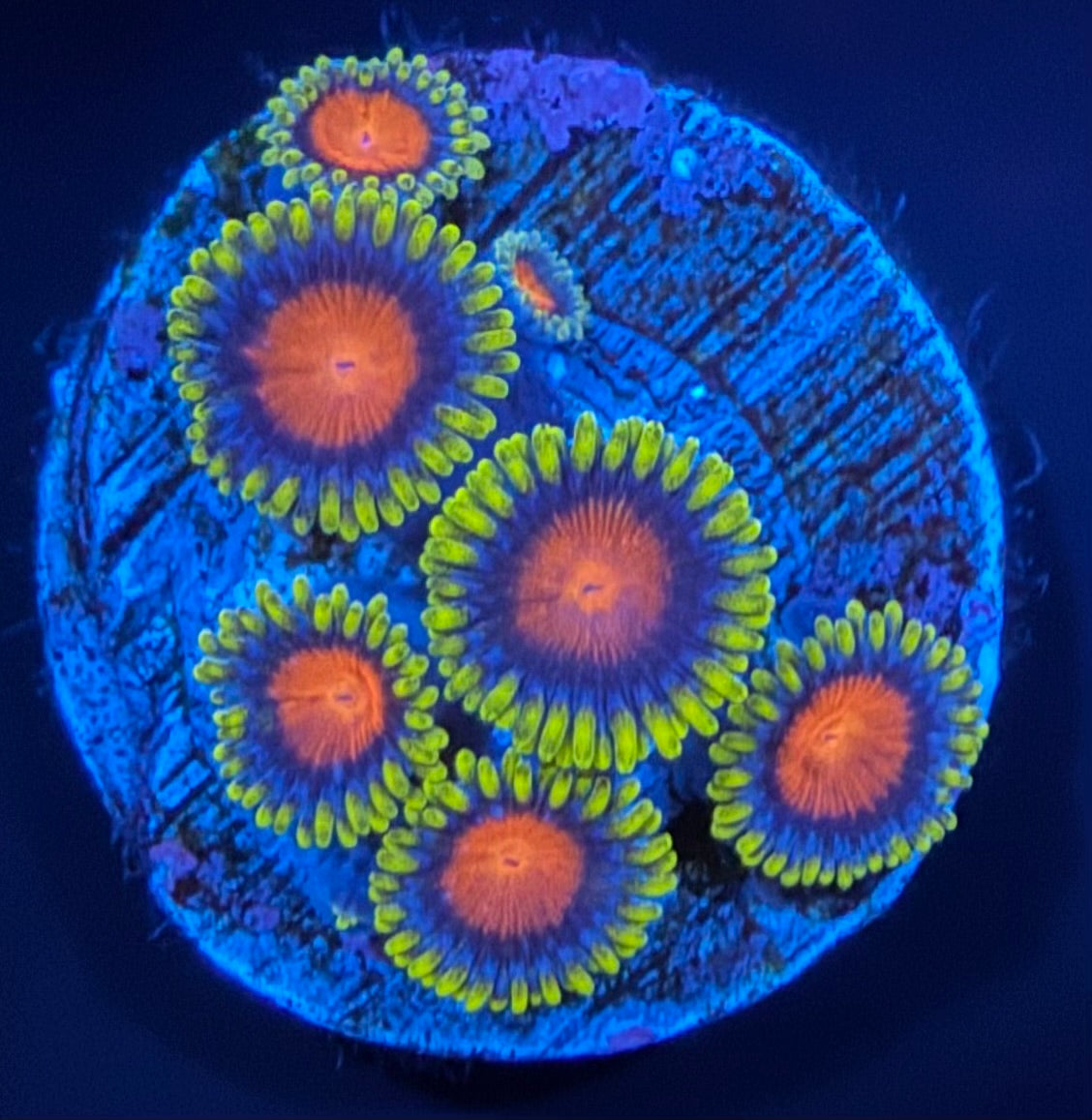 ECC Yellow Brick Road Zoanthid - 7 Polyp Frag