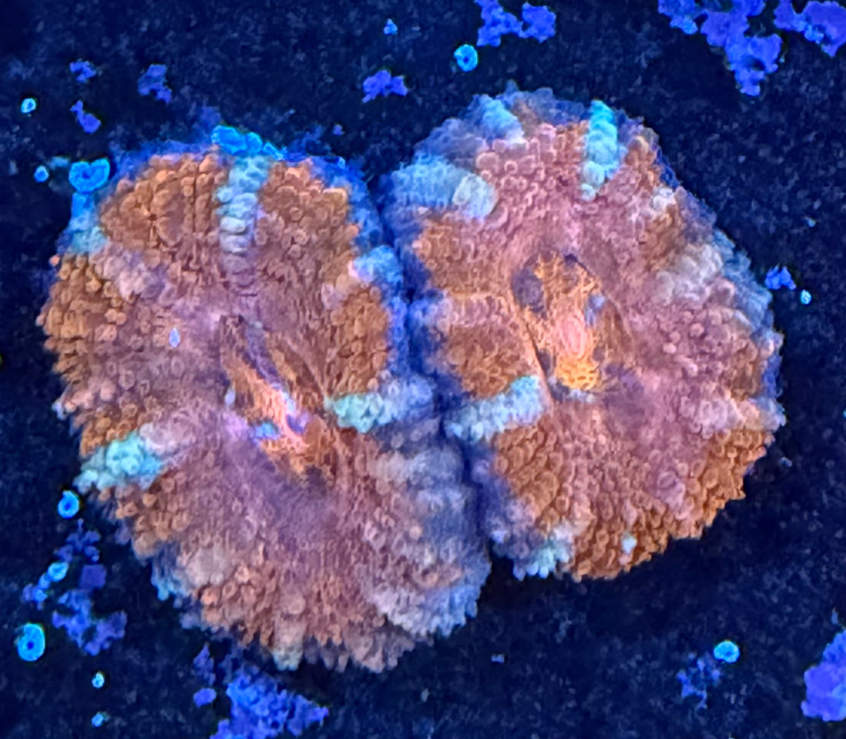 Ultra Grade Acan Lord