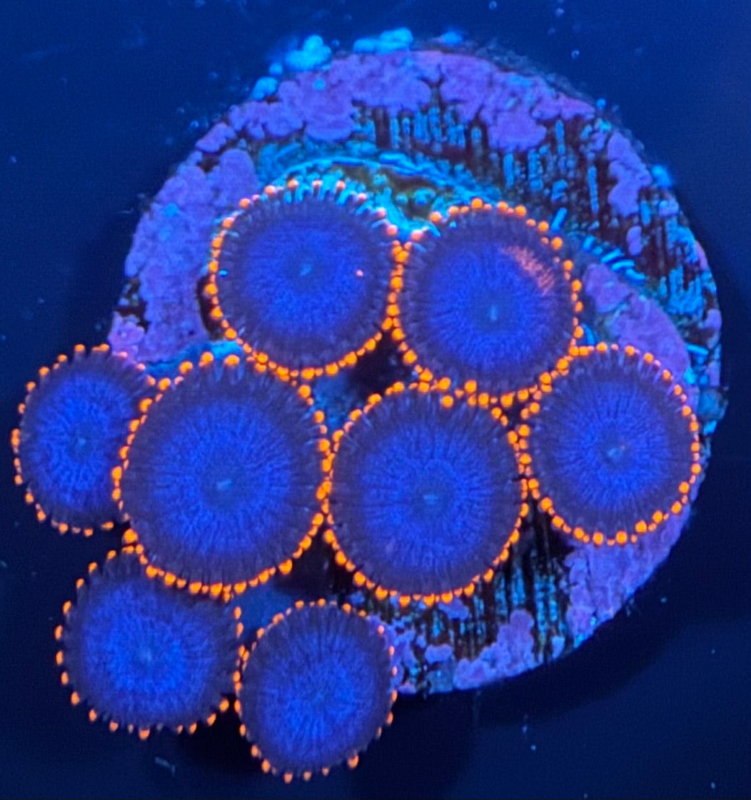 ECC Captain Falcon Zoanthid - 8 Polyp Frag