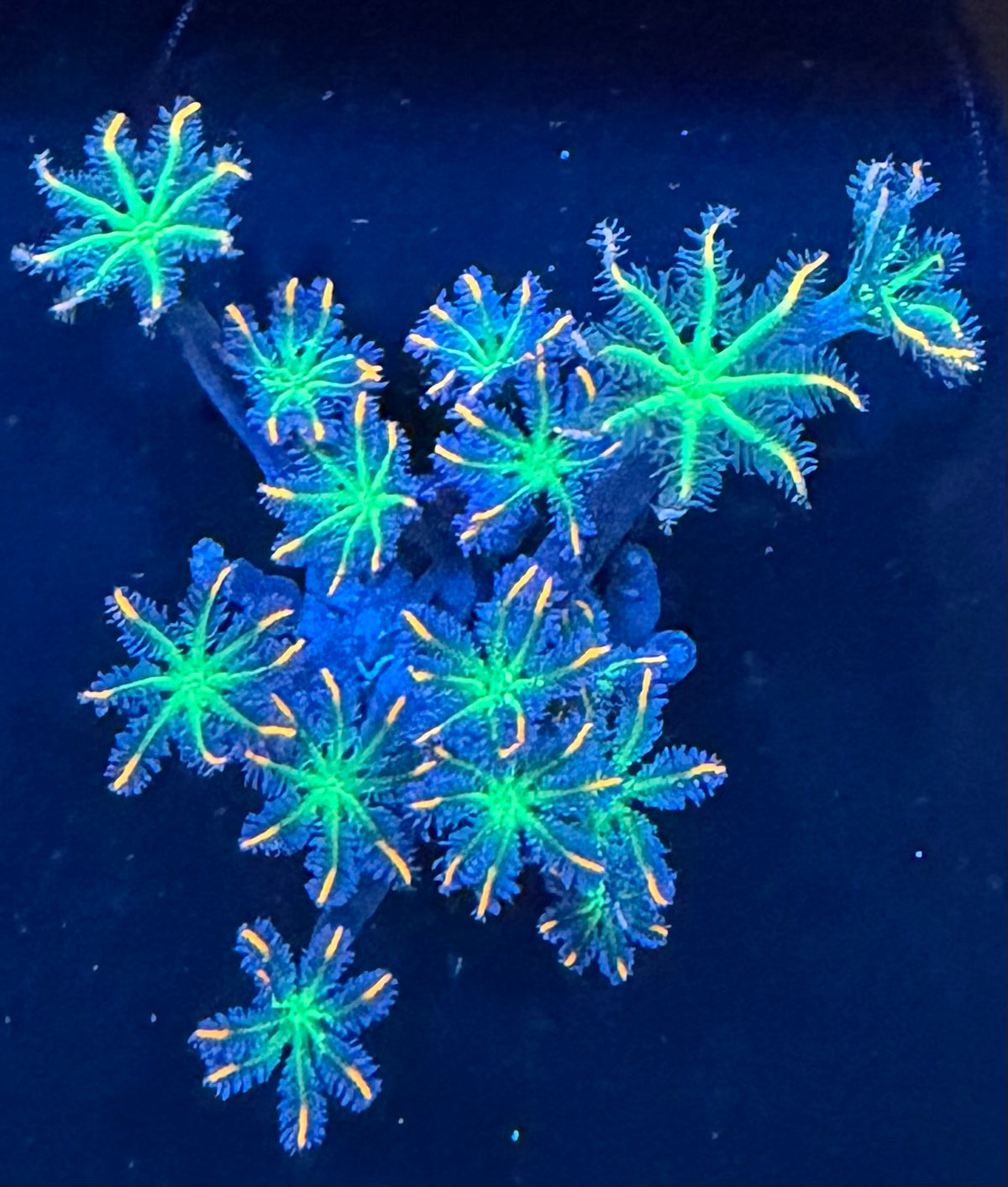 TSA Fireworks Clove Polyps - 10+Polyps