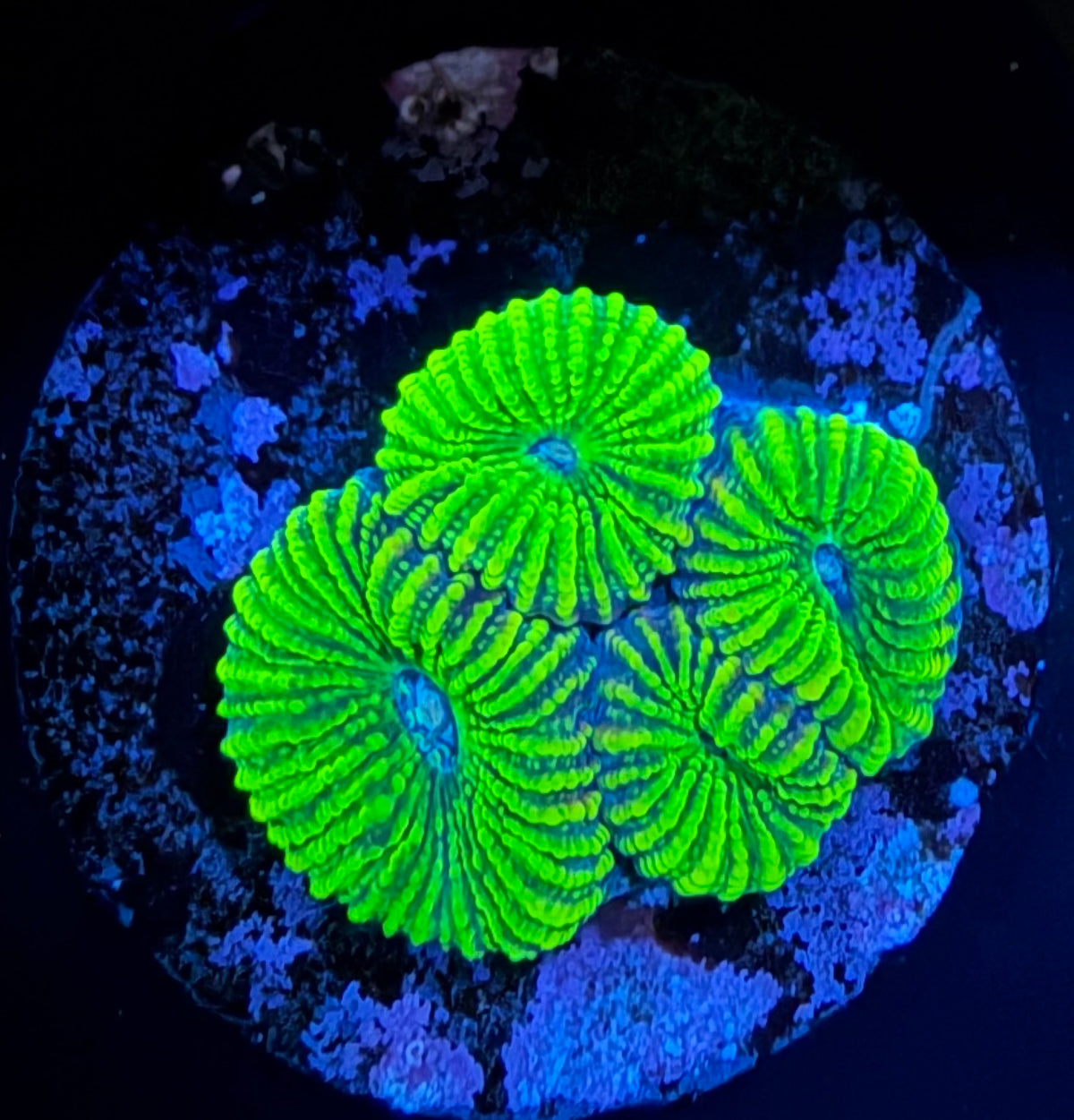 Ultra Favia Frag - Neon Green