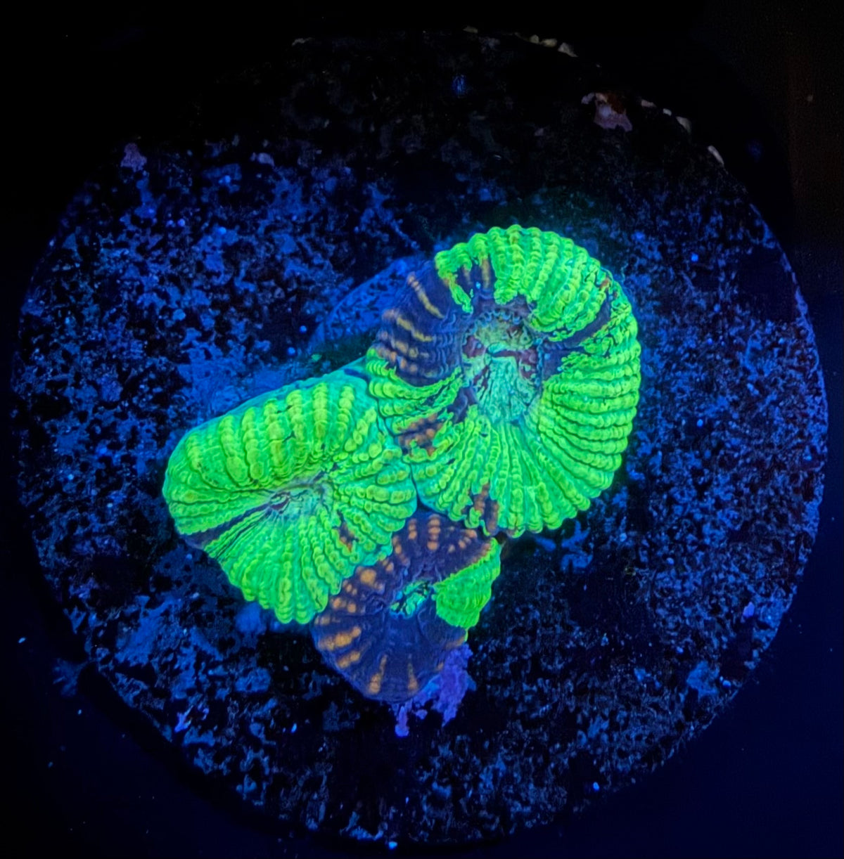 Ultra Favia Frag - Green & Orange
