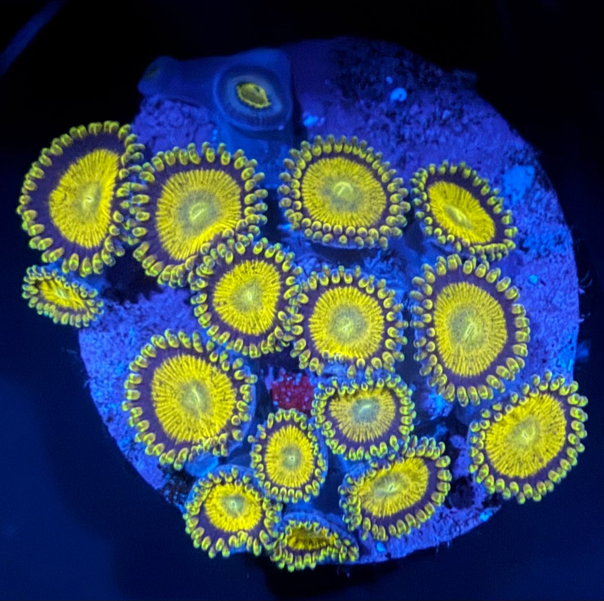 ECC King Midas Zoanthid - 15+Polyp Frag
