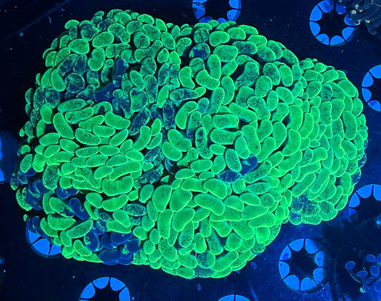 Toxic Green Branching Hammer - 5 Heads