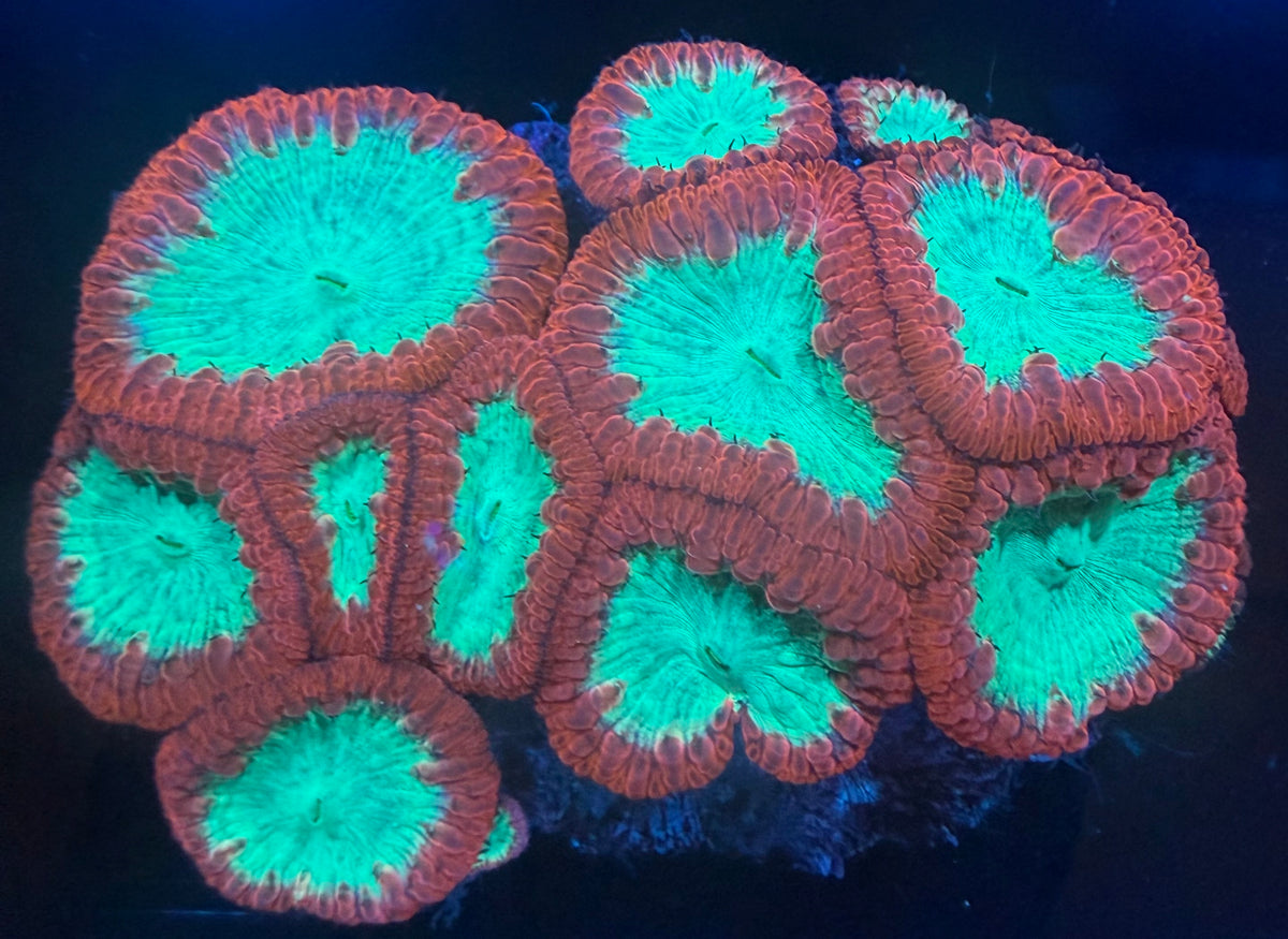 Indo Blastomussa Wellsi - Neon Green and Orange - 14+Heads