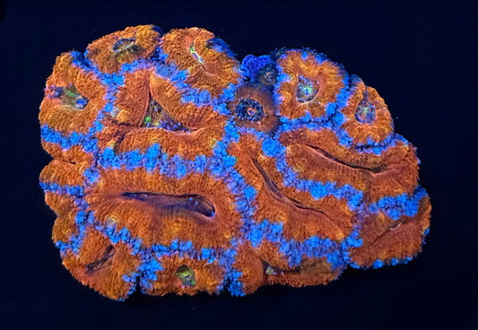 Aussie Acan Lord Rainbow