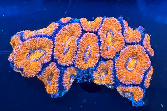 Aussie Acan Lord Ultra