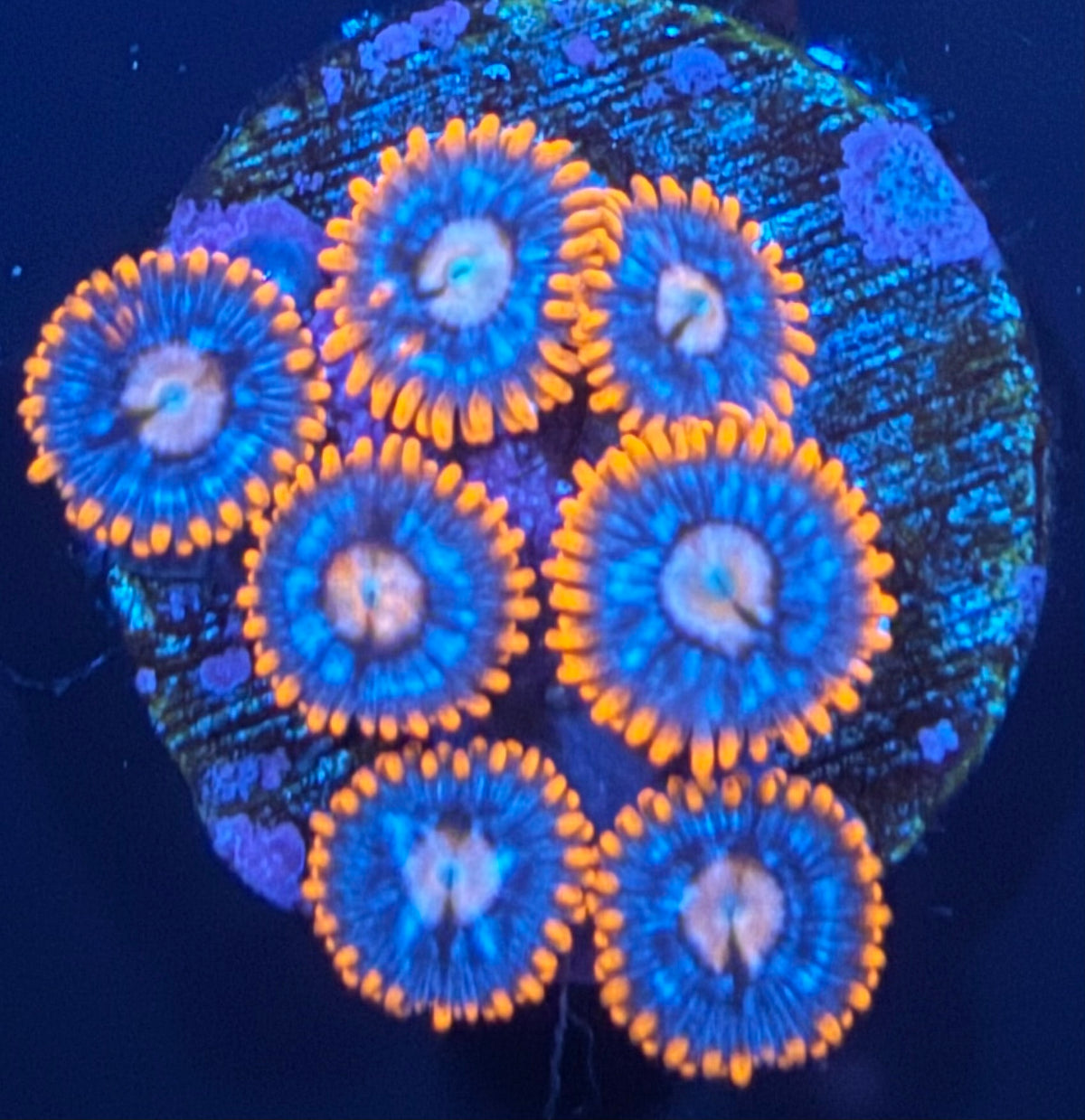 ECC Snitch Zoanthid - 7 Polyp Frag