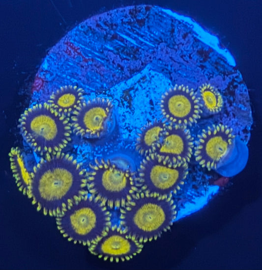ECC King Midas Zoanthid - 15 + Polyp Frag