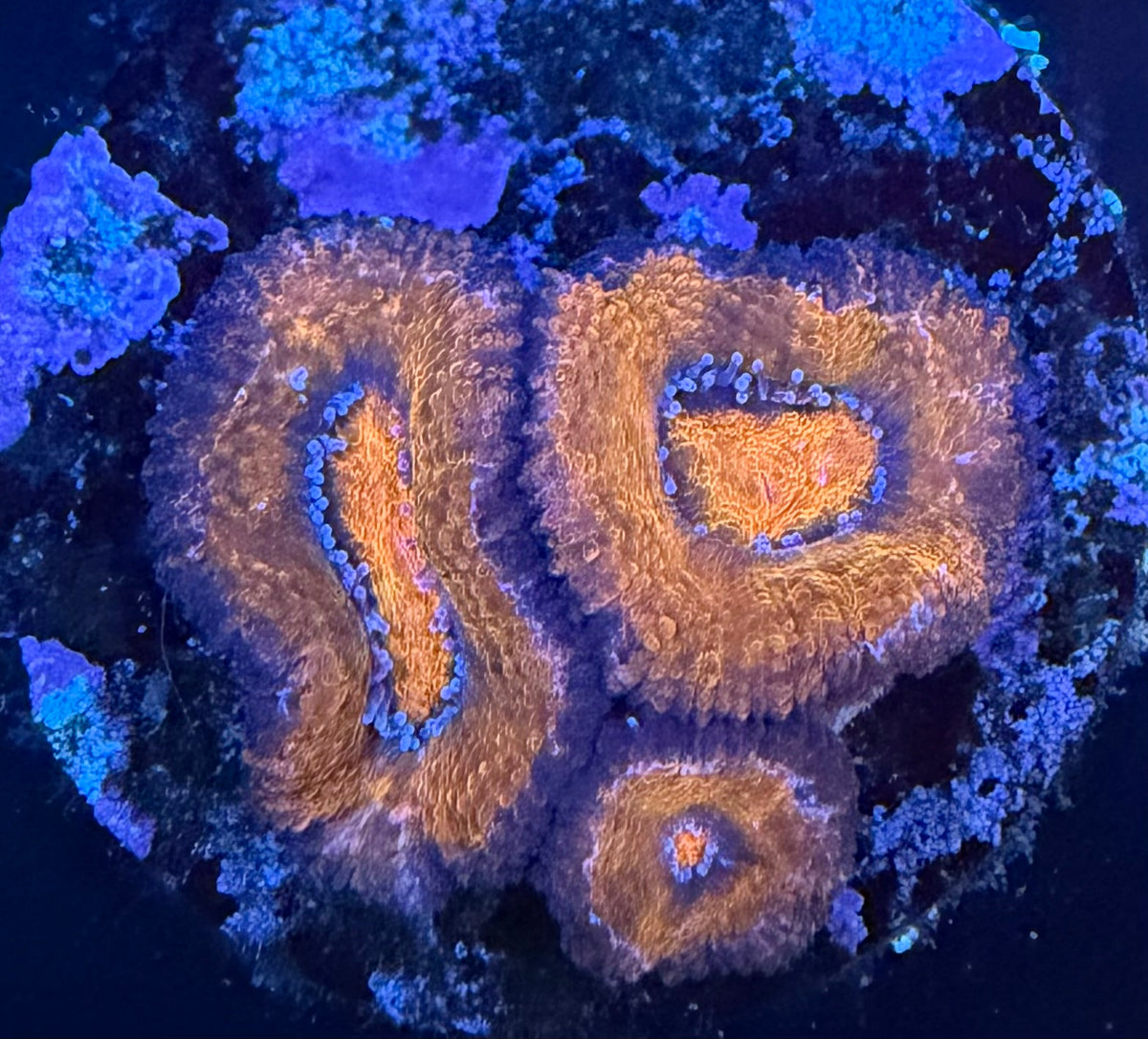 Ultra Grade Acan Lord