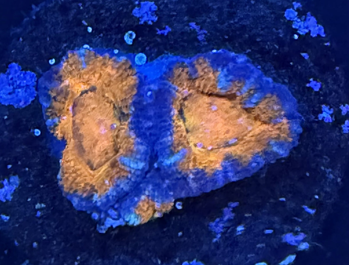 Ultra Grade Acan Lord
