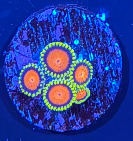 ECC Hyper Color Zoanthid - 5 Polyp Frag