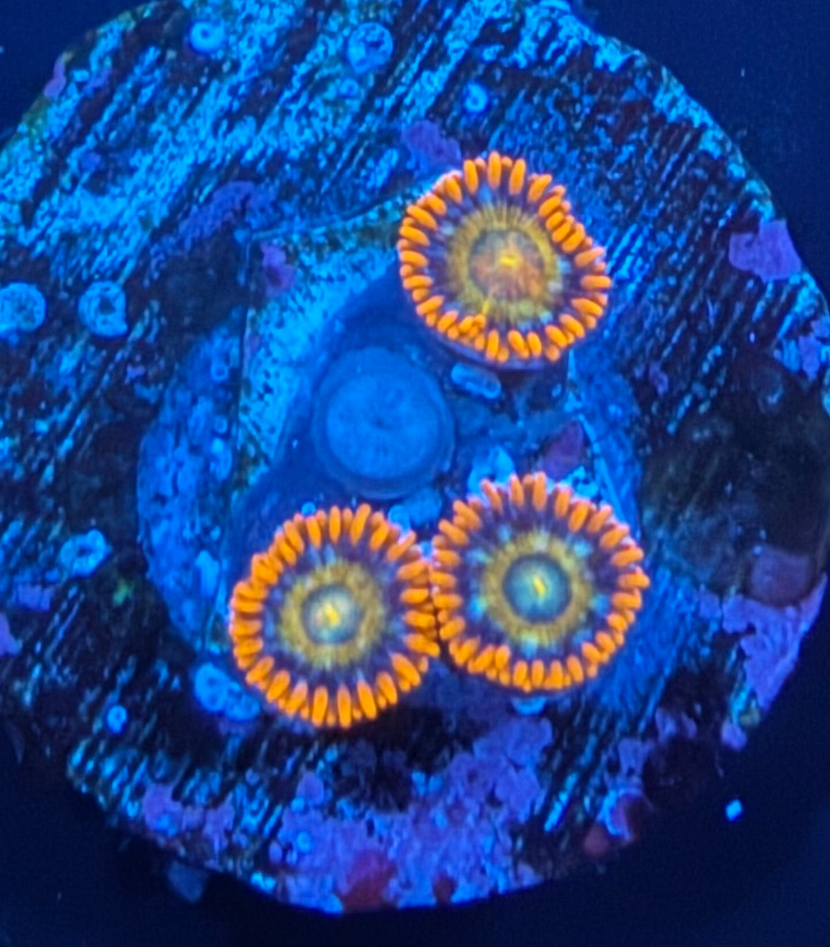 ECC Shatterfield Zoanthid