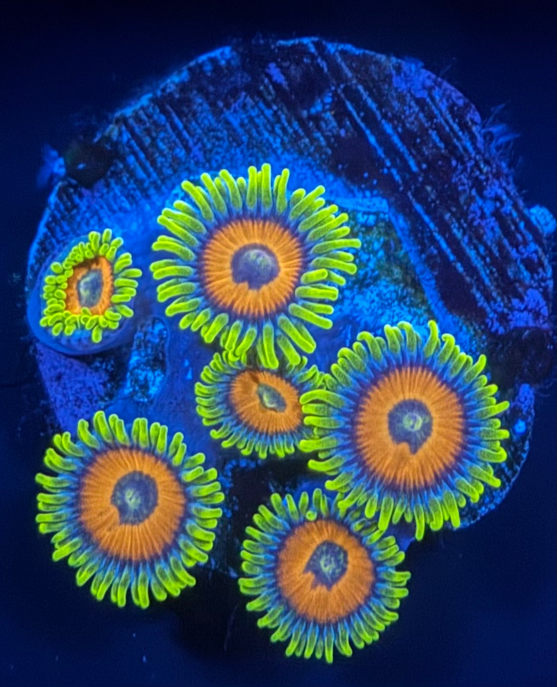 ECC Lazy Lashes  Zoanthid - 6 Polyps