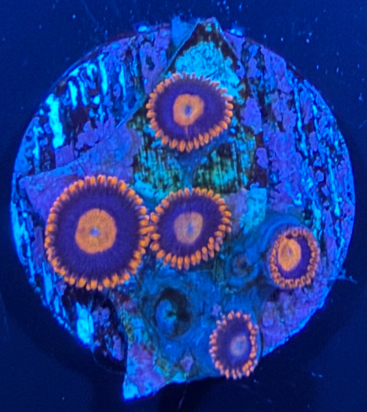 ECC War Birds Zoanthid - 5 Polyp Frag
