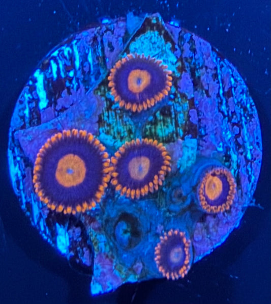 ECC War Birds Zoanthid - 5 Polyp Frag