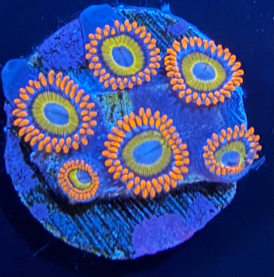 ECC Blue Eyed Blondies Zoanthid - 6 Polyp Frag