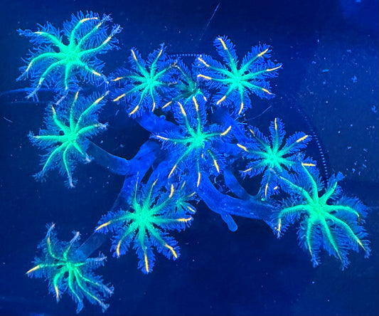 TSA Fireworks Clove Polyps - 10 + Polyps
